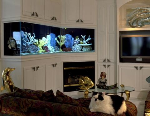 Best Location for Fish Aquarium at Home