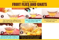 How to Get Rid of Gnats