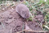 How to Get Rid of Voles in My Yard