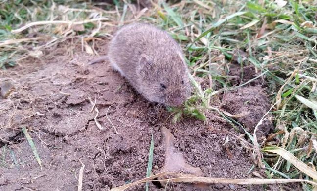 How to Get Rid of Voles in My Yard