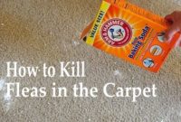 How to Kill Fleas in the Carpet