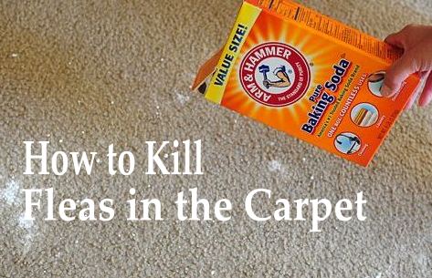 How to Kill Fleas in the Carpet