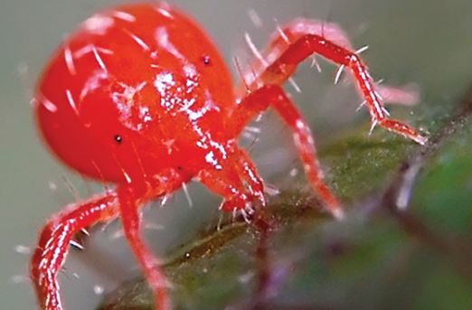 Chigger Bites vs Bed Bug Bites