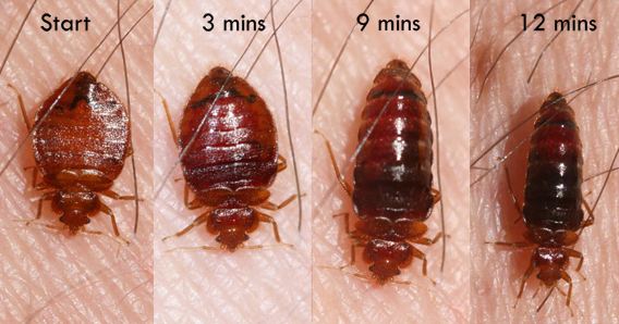 How to Get Rid of Bed Bugs