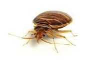 Can Bed Bugs Travel through Walls