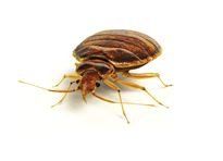 Can Bed Bugs Travel through Walls