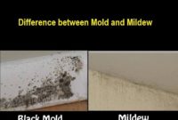 Difference between Mold and Mildew