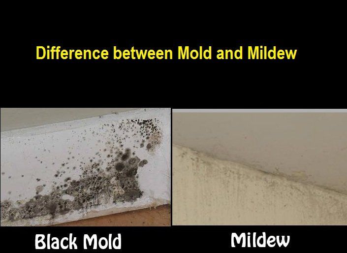 Difference between Mold and Mildew