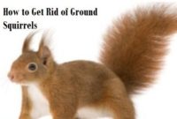 How to Get Rid of Ground Squirrels