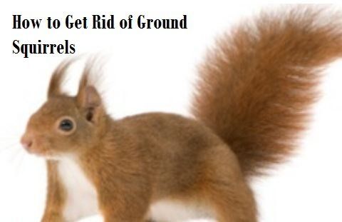 How to Get Rid of Ground Squirrels