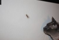 How to Get Rid of House Centipedes