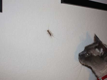 How to Get Rid of House Centipedes