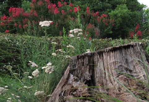 How to Get Rid of Tree Stumps