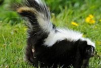 How to Keep Skunks Away