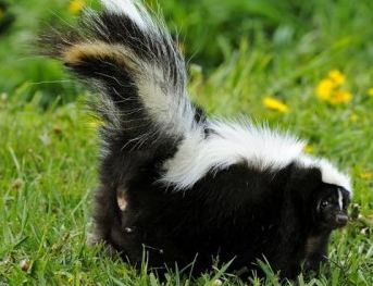 How to Keep Skunks Away