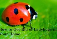 How to Get Rid of Ladybugs in Your Home