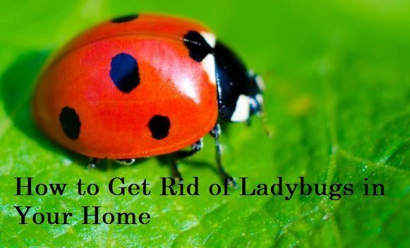 How to Get Rid of Ladybugs in Your Home