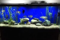 How to Get Nitrates Down in Aquarium