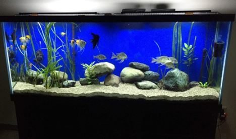 How to Get Nitrates Down in Aquarium