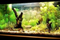 How to Set Up an Aquarium