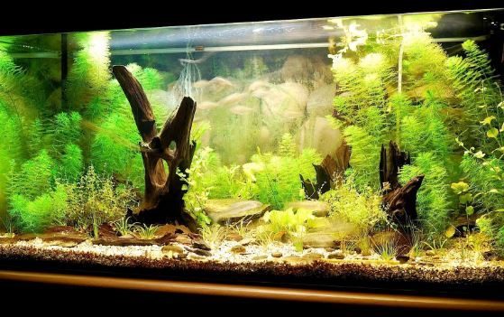 How to Set Up an Aquarium