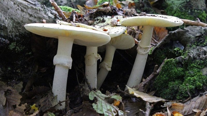 Killing Mushrooms with Vinegar, It's Easy!