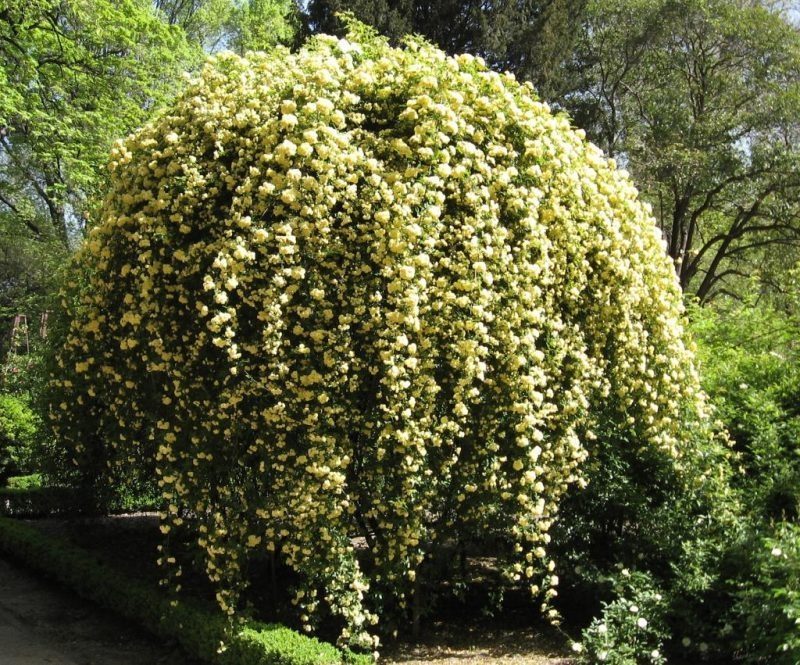 10 Yellow Flowers to have in Your Garden