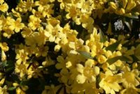 10 yellow flowers to have in your garden