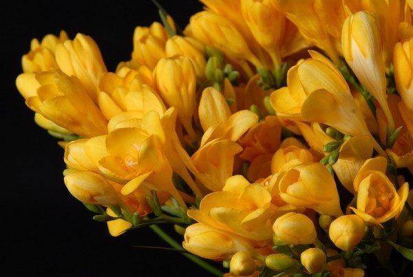 10 Yellow Flowers to have in Your Garden