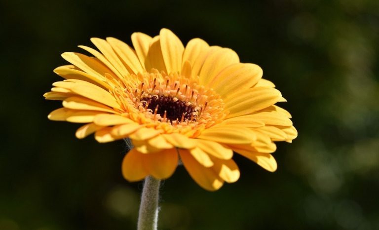 10 Yellow Flowers to have in Your Garden