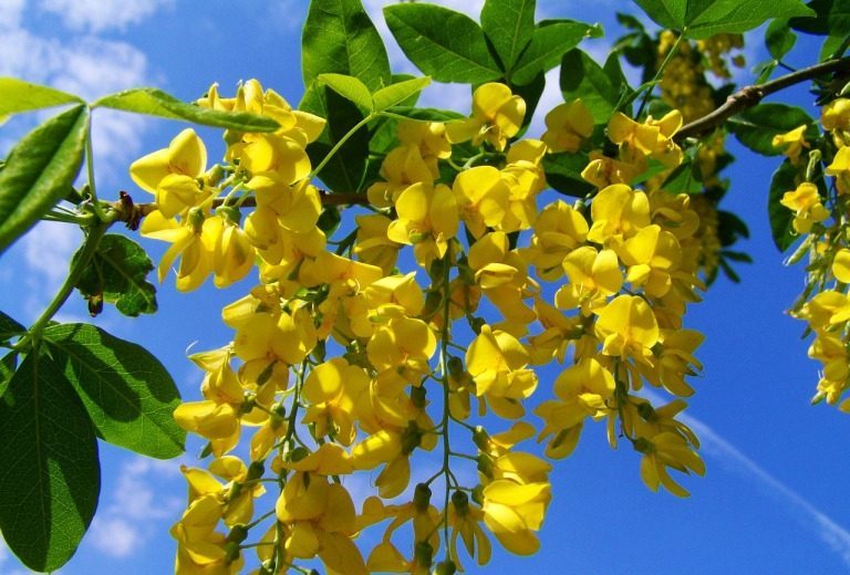 10 Yellow Flowers to have in Your Garden