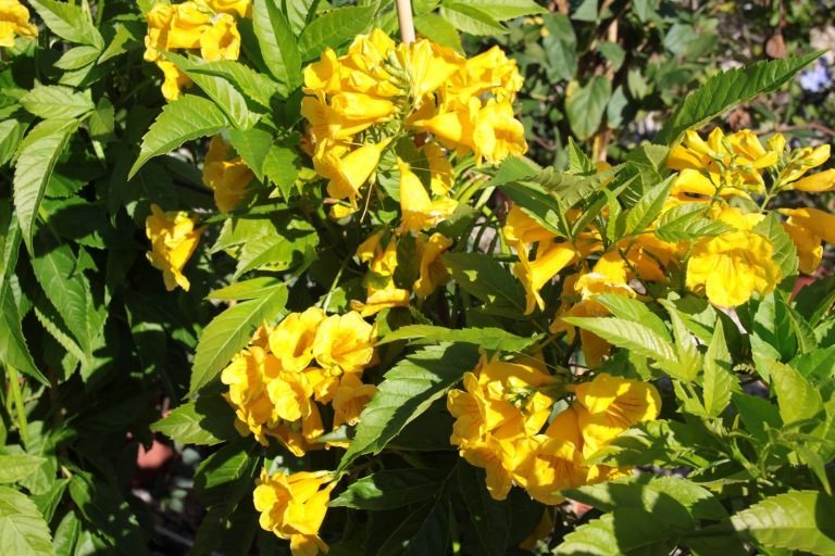 10 Yellow Flowers to have in Your Garden