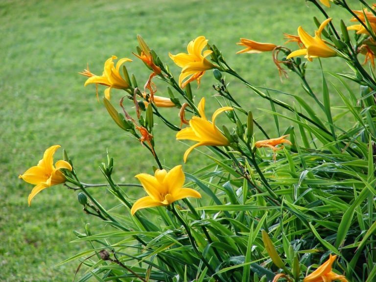 10 Yellow Flowers to have in Your Garden