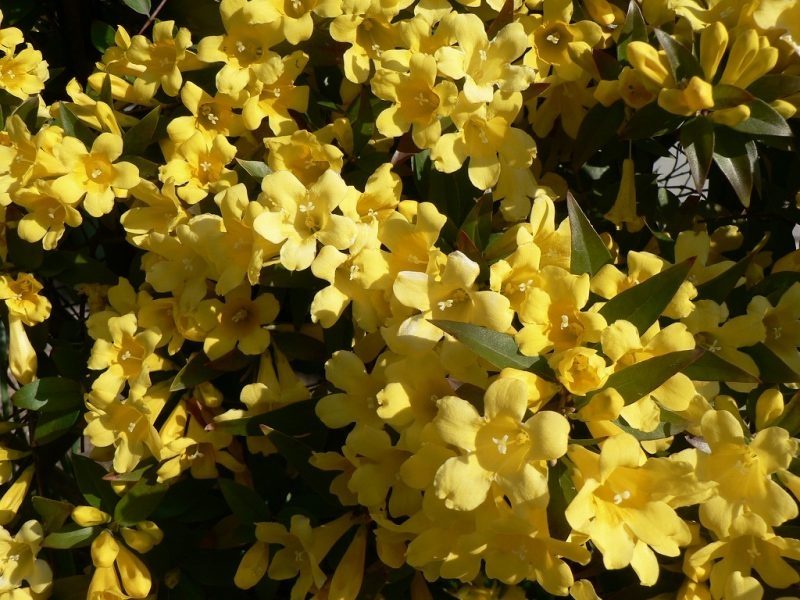 10 Yellow Flowers to have in Your Garden