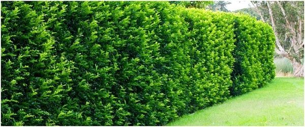 How to Make a Living Fence