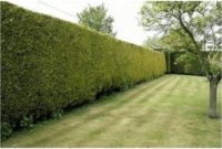 how to make a living fence