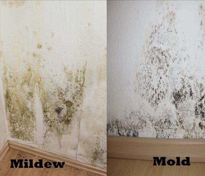 Is Mildew and Mold The Same Thing?