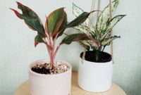 interior decoration plants that do not need sun