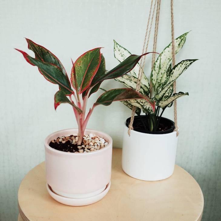 Interior Decoration: Plants That Do Not Need Sun