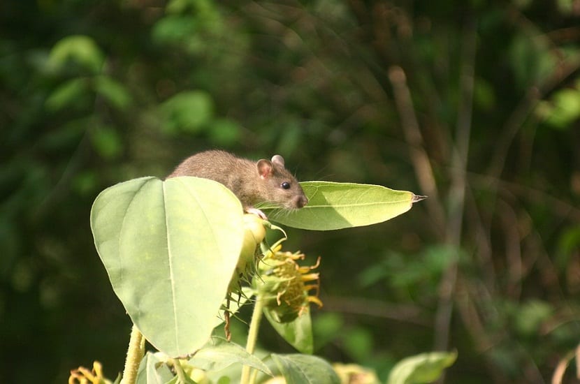 How to Get Rid of Rats in Yard