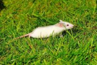 how to get rid of rats in yard