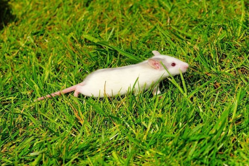 How to Get Rid of Rats in Yard