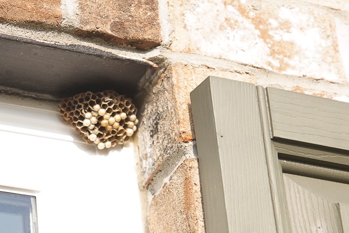 How to Get Rid of a Wasp Nest