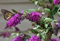 How to Propagate Butterfly Bush