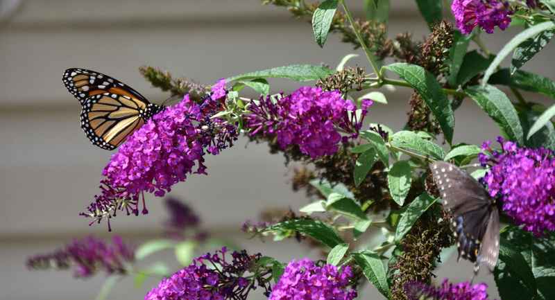 How to Propagate Butterfly Bush