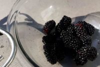 How to Make Blackberry Seedlings