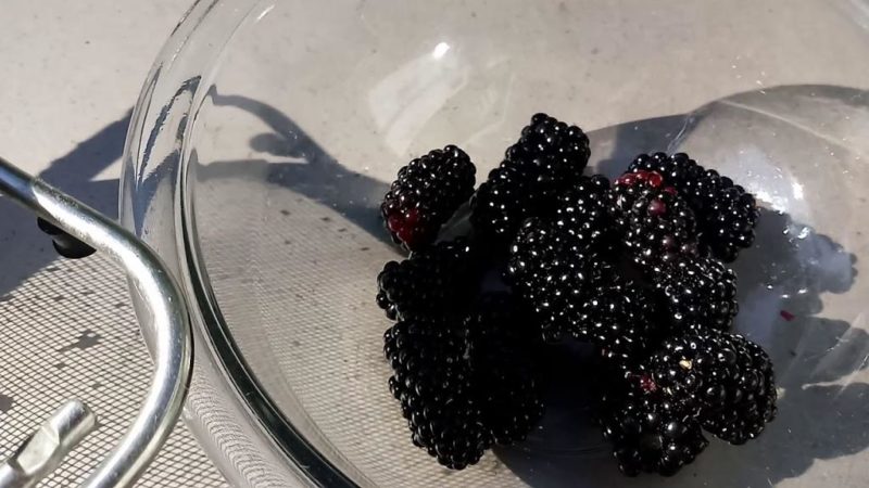 How to Make Blackberry Seedlings