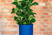 How to Choose Pots for Plants? Experts Explain